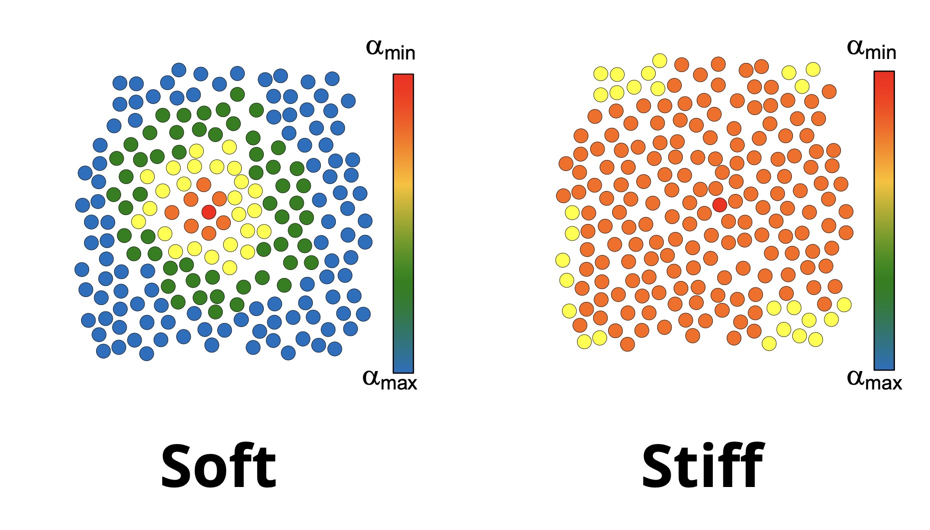A comparison of surrounding cells' reaction to softened and stiffened cells in within epithelial monolayers.