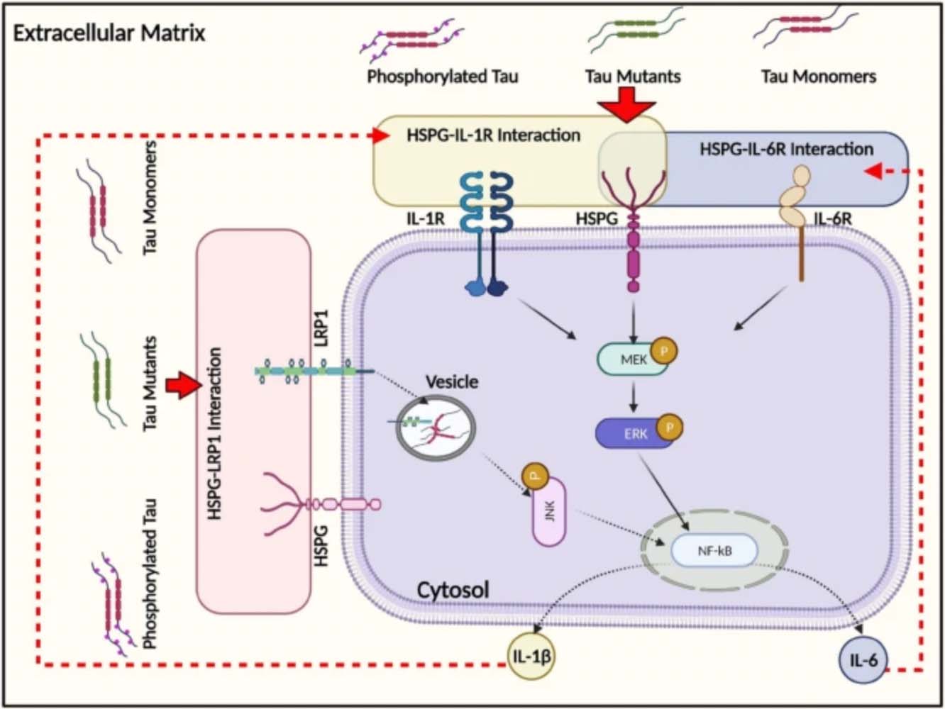 Schematic illustration of the intracellular responses affected by monomeric tau endocytosis. Monomeric tau is rapidly internalized by both neuronal and glial cells, mediated by the actin-dependent macropinocytosis pathway.