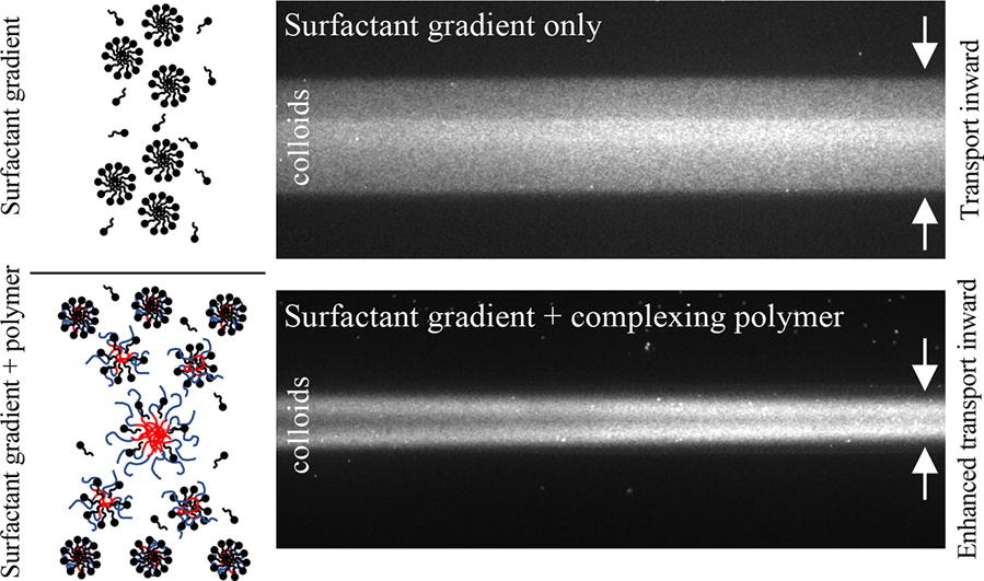 Visualization of surfactant gradient only and surfactant gradient + complexing polymer