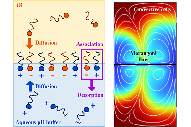 Scientific diagrams illustrating molecular interactions at an oil-water interface. Molecules in each solution diffuse toward the interface. The convective cells and Marangoni flow are represented with concentric circles and arcs, as well as a color gradient from dark blue at the interface, to light blue, to green, to yellow, to orange, to red.