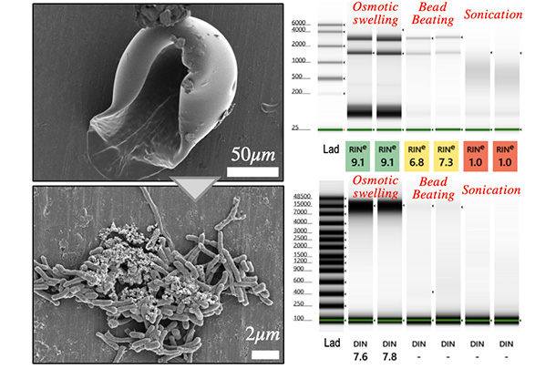 Composite scientific figure showing two Scanning Electron Microscope images and two gel panels comparing osmotic swelling, bead beating, and sonication. Top left: swelled and burst capsule at 50 µm scale. Bottom left: Cluster of released cells at 2 µm scale. Right side: Gel panel results show that osmotic swelling yields more viable cells and DNA.