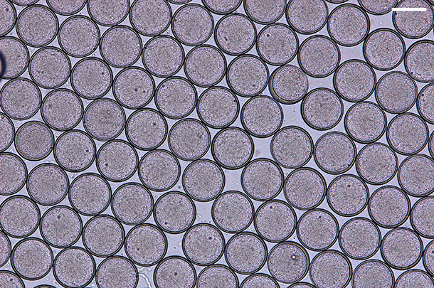 Scanning electron microscope image of dozens of tightly packed circular capsules.