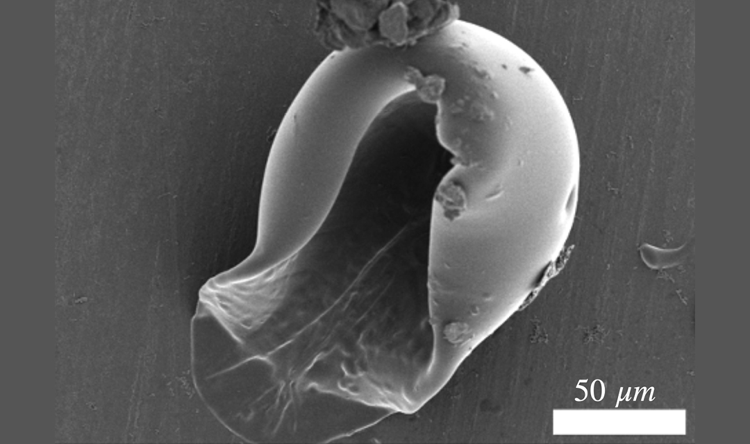 Scanning electron microscope image of a nanoculture that has swelled with water and burst open on one side.
