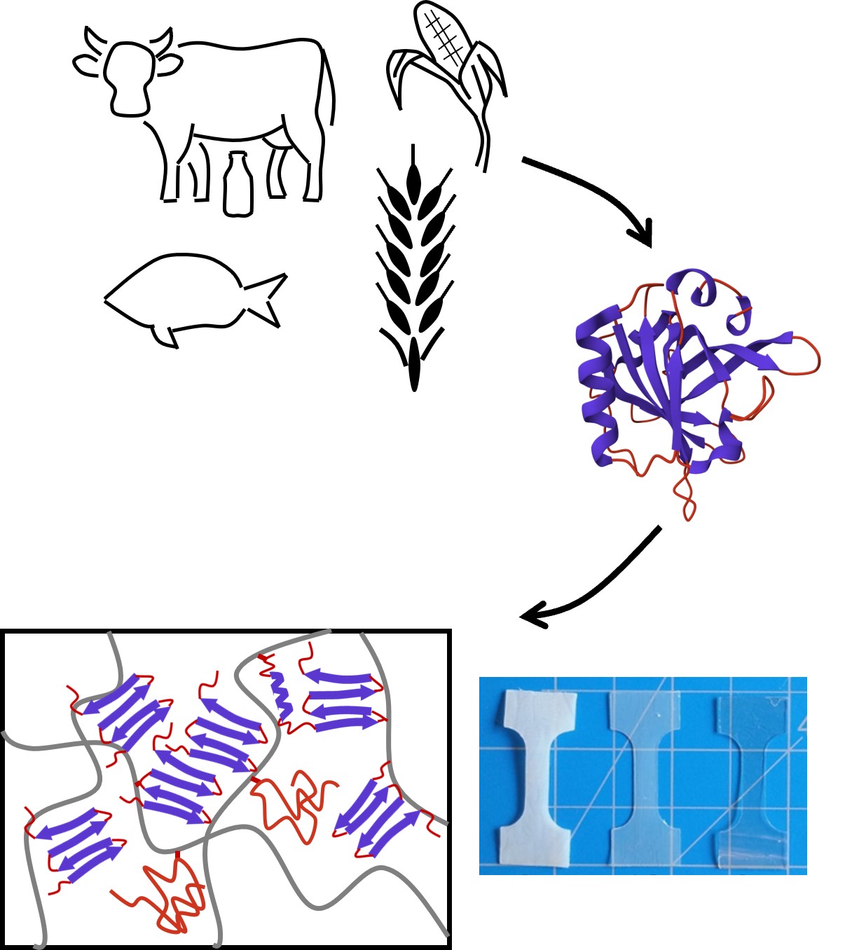 Research diagram of the path to process proteins into protein-based plastics
