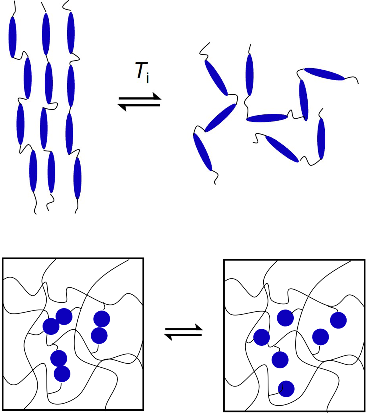 Diagram of liquid crystalline elastomers and dynamic covalent bonds 