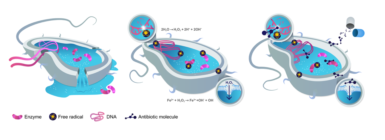 illustration of interactions between enzymes, free radicals, DNA, and antibiotic molecules inside a cell