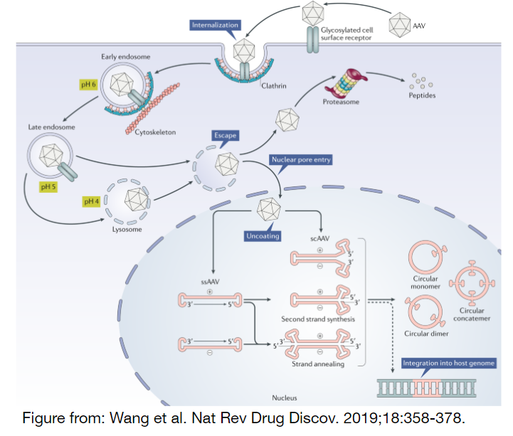 Diagram of Adeno-associated virus transduction pathway, from Wang et al. Nat Rev Drug Discov. 2019;18:358-378.
