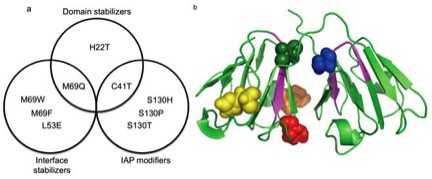 understanding and controlling protein aggregation