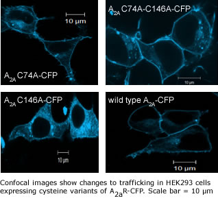 confocal images show changes of HEK293 cells