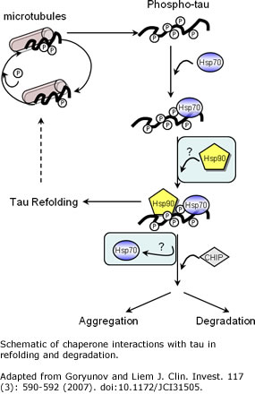 schematic of chaperone interactions with tau in refolding degradation