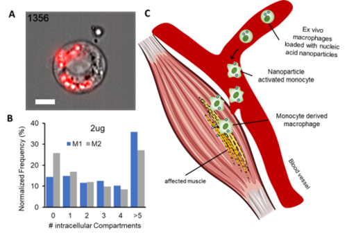 Monocytes/Macrophages for muscle regeneration