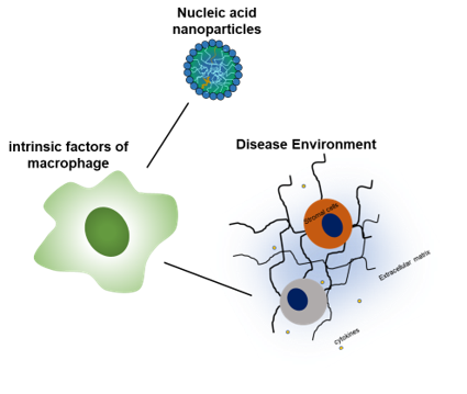 Macrophages as diagnostic indicators