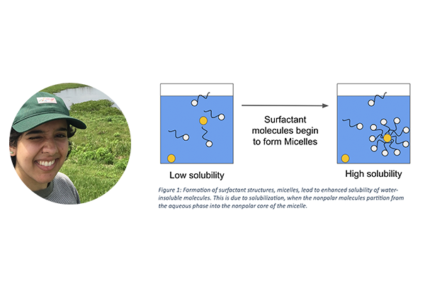 Maryam Ali; diagram of surfactant molecules forming Micelles at low and high solubility