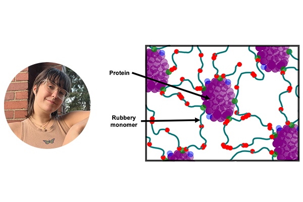 Sunny Surprenant; illustration of proteins connected by rubbery monomers